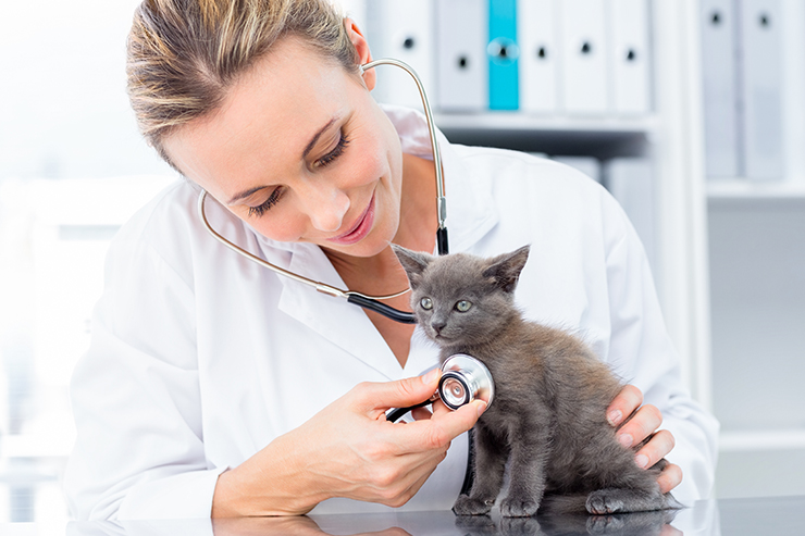 SEO-for-Veterinarians