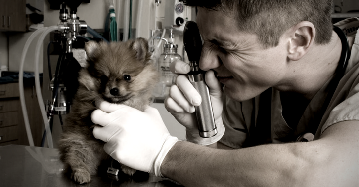 Why SEO matters to Veterinarians?